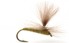 Baetis Medium Olive
