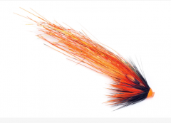 SG's Orange Flashwing