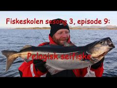 Fiskeskolen s3e9 Pelagisk Seifiske m/handleliste
