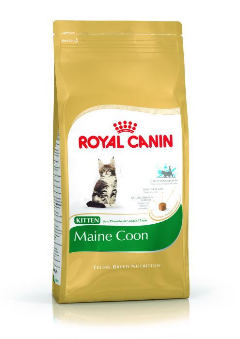 kitten maine coon royal canin